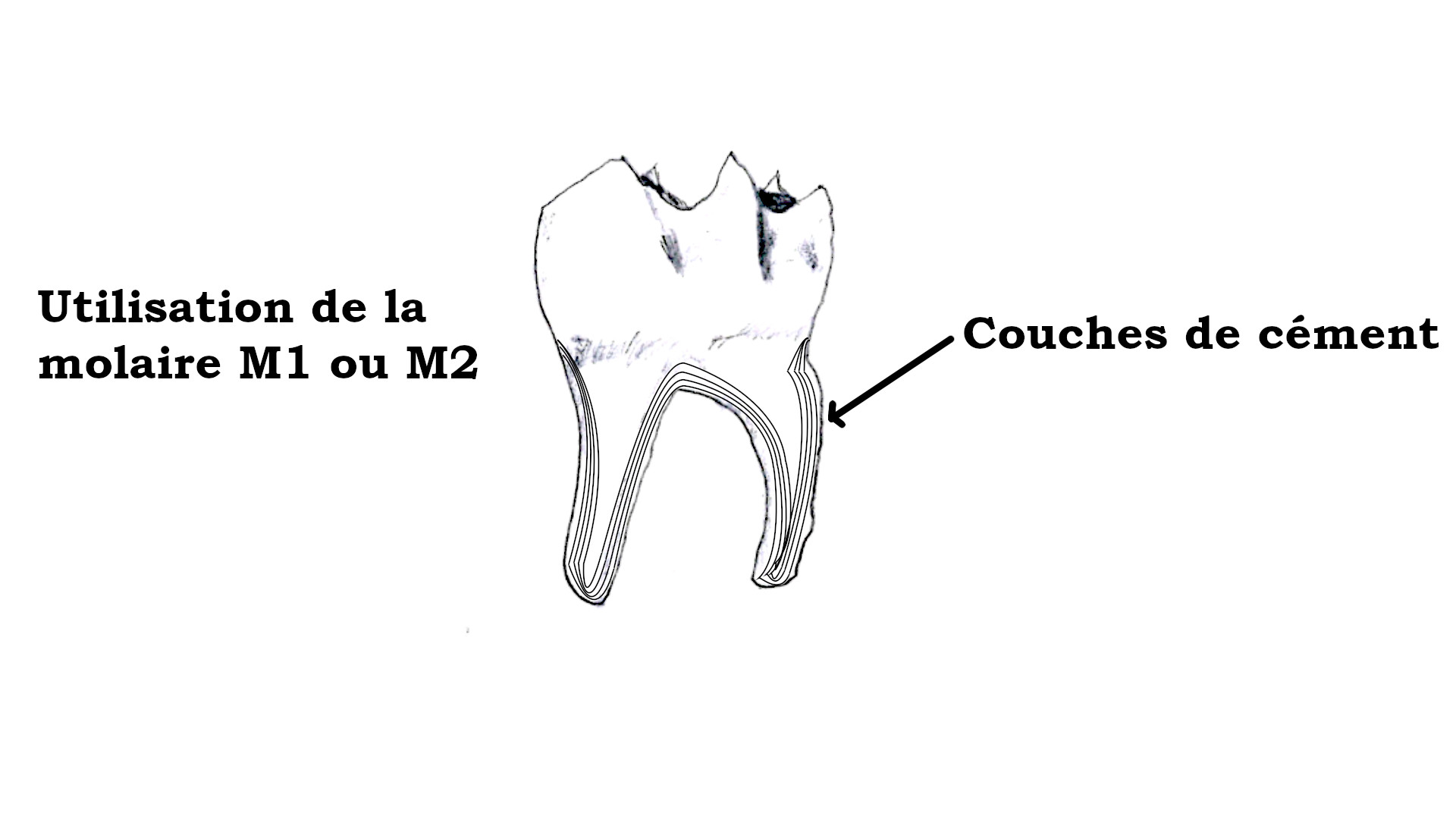 Schéma des couches de cément