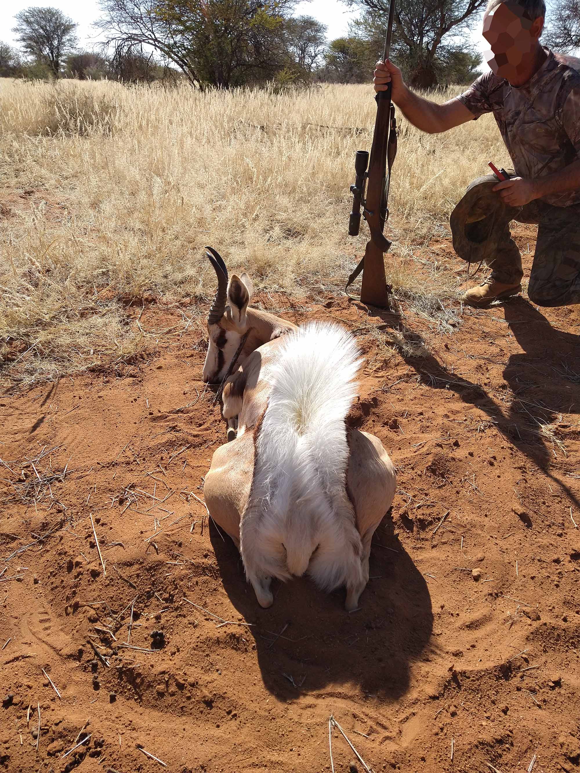 Fleur dorsale du Springbok