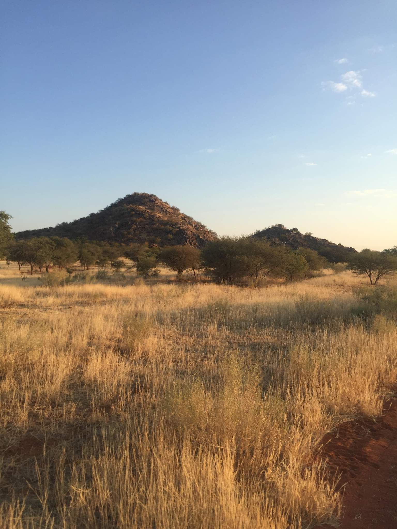 Approche dans la savane
