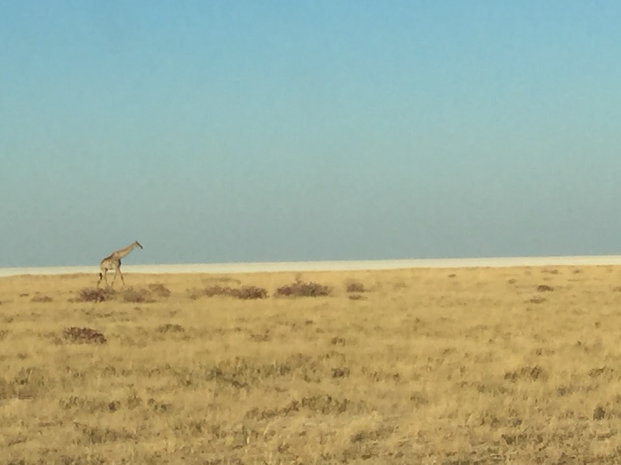 Girafe au loin