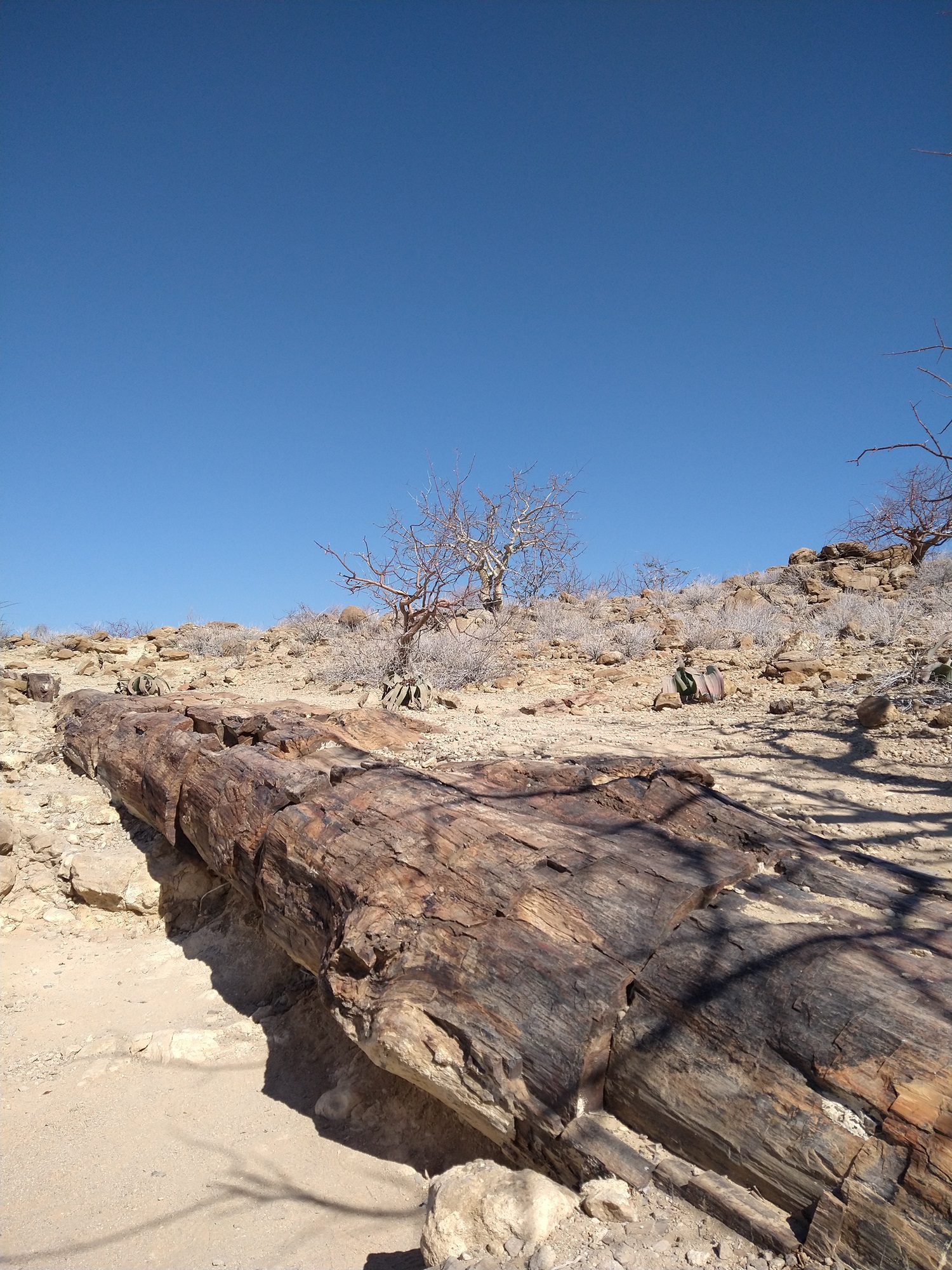 Arbre fossile