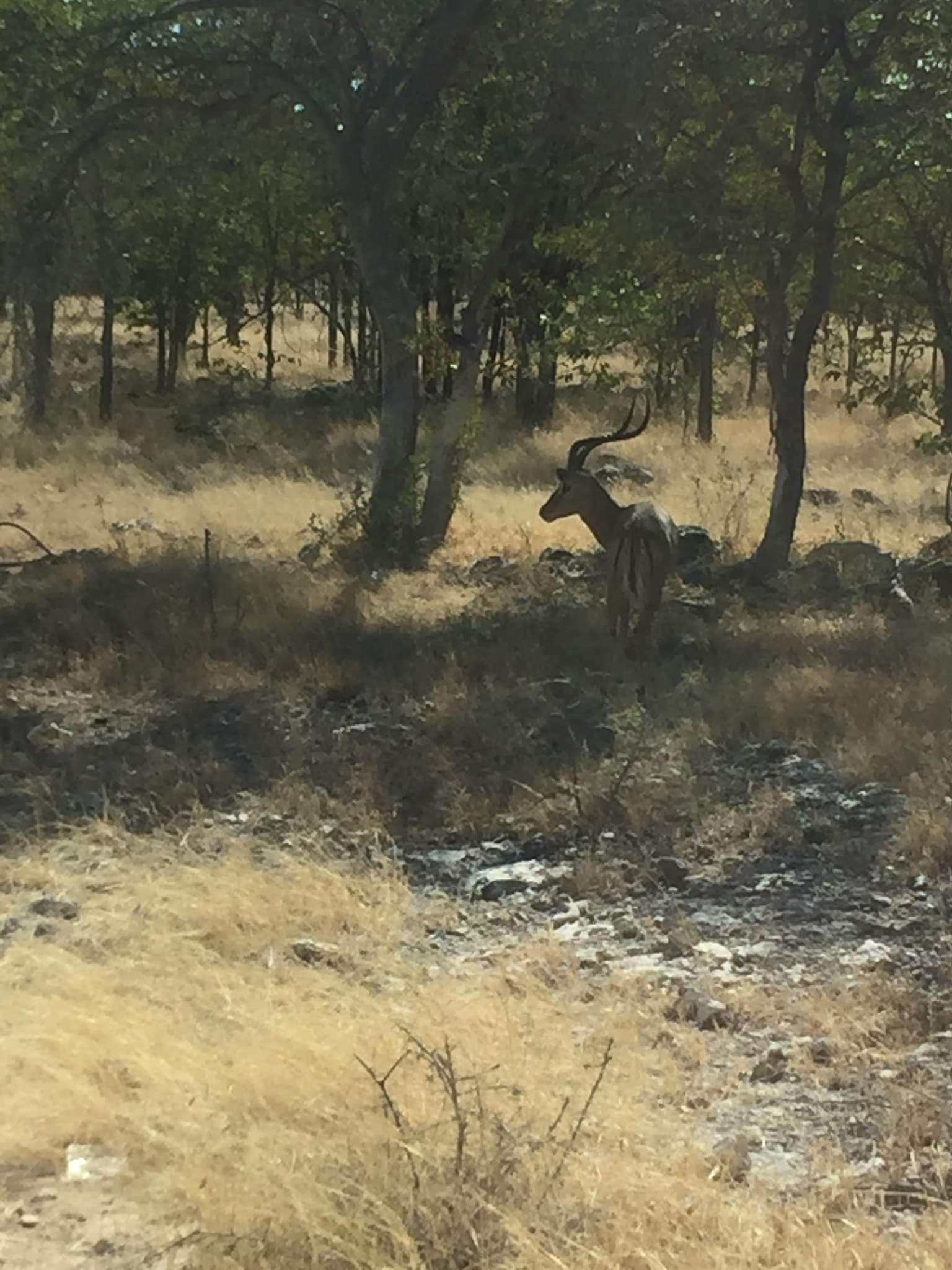 Impala mâle