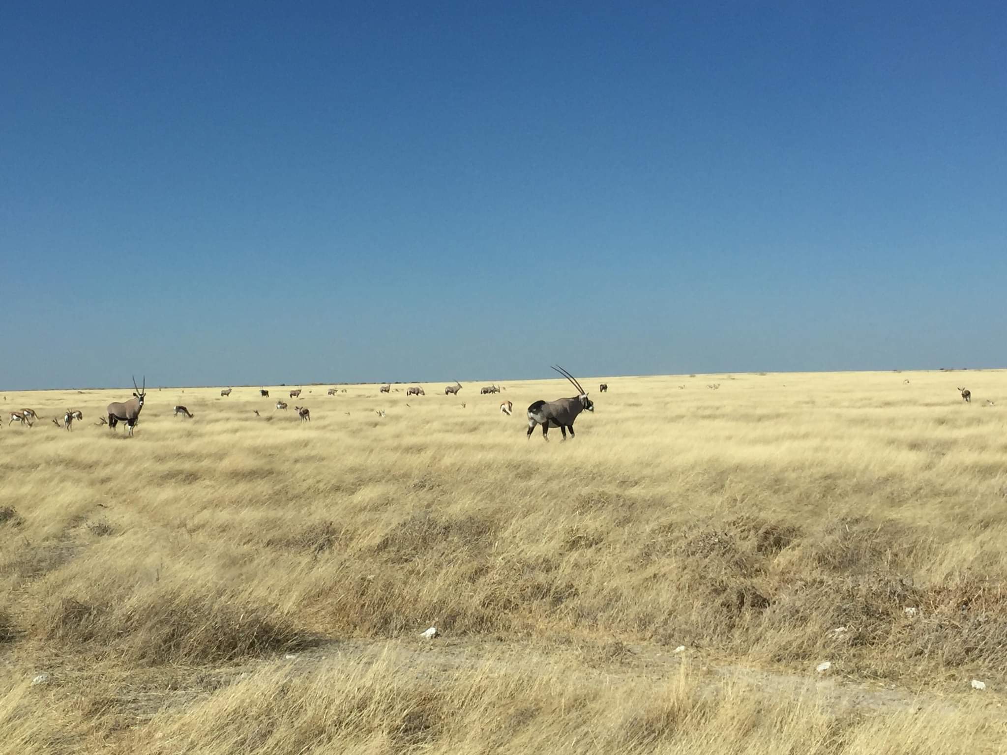 Oryx Gemsbok