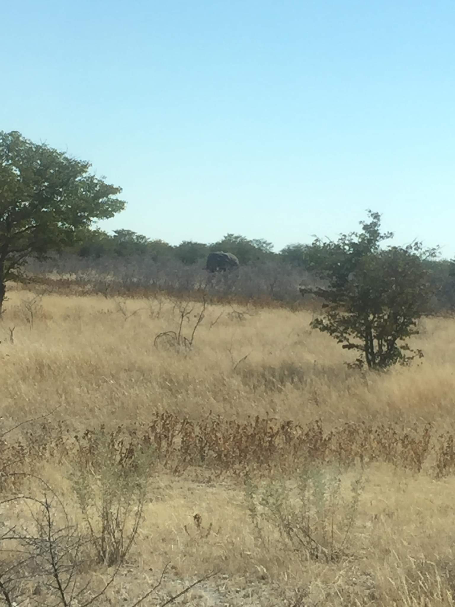 Elephant mâle caché dans le bush