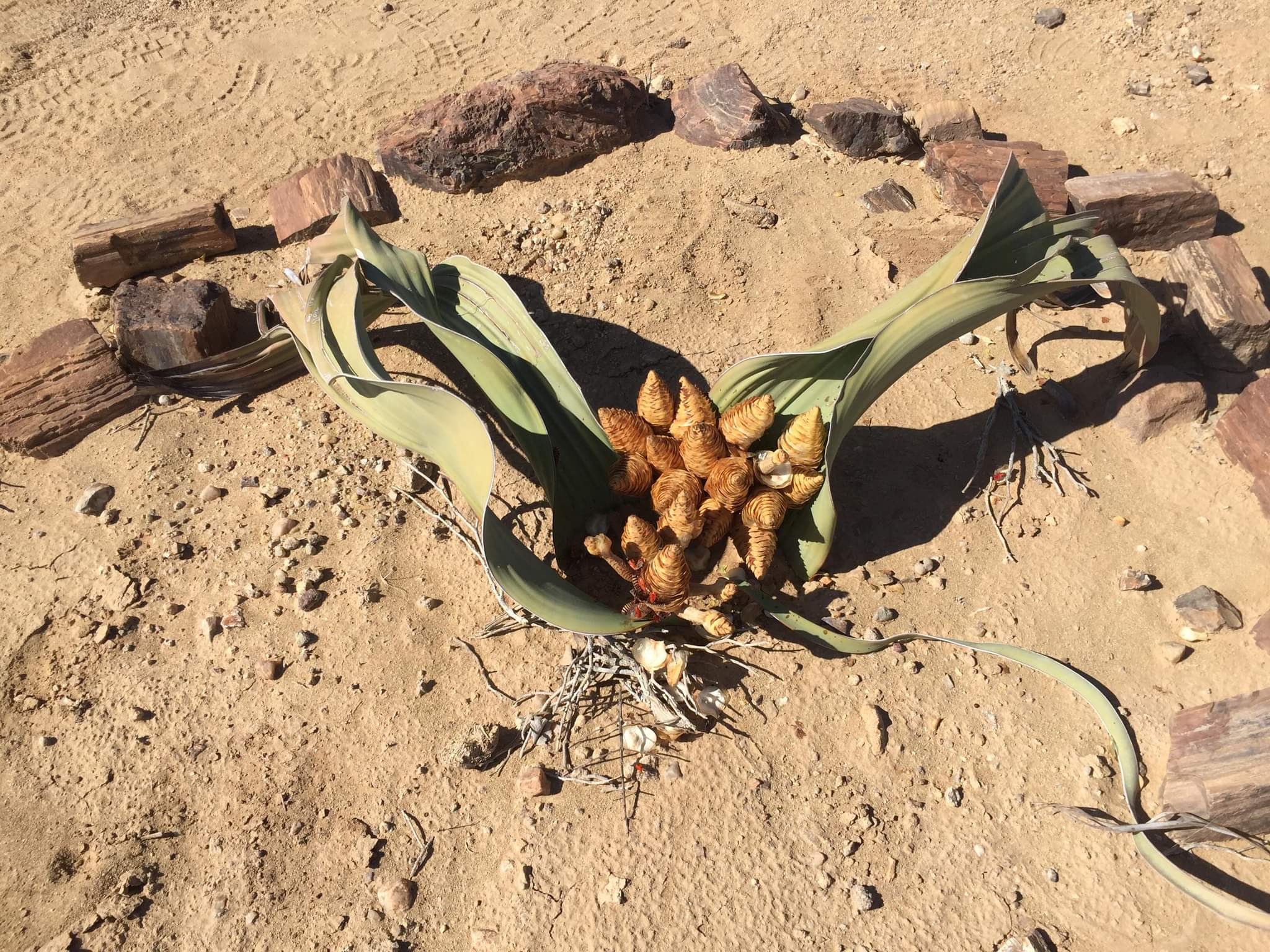 Welwitschia mirabilis