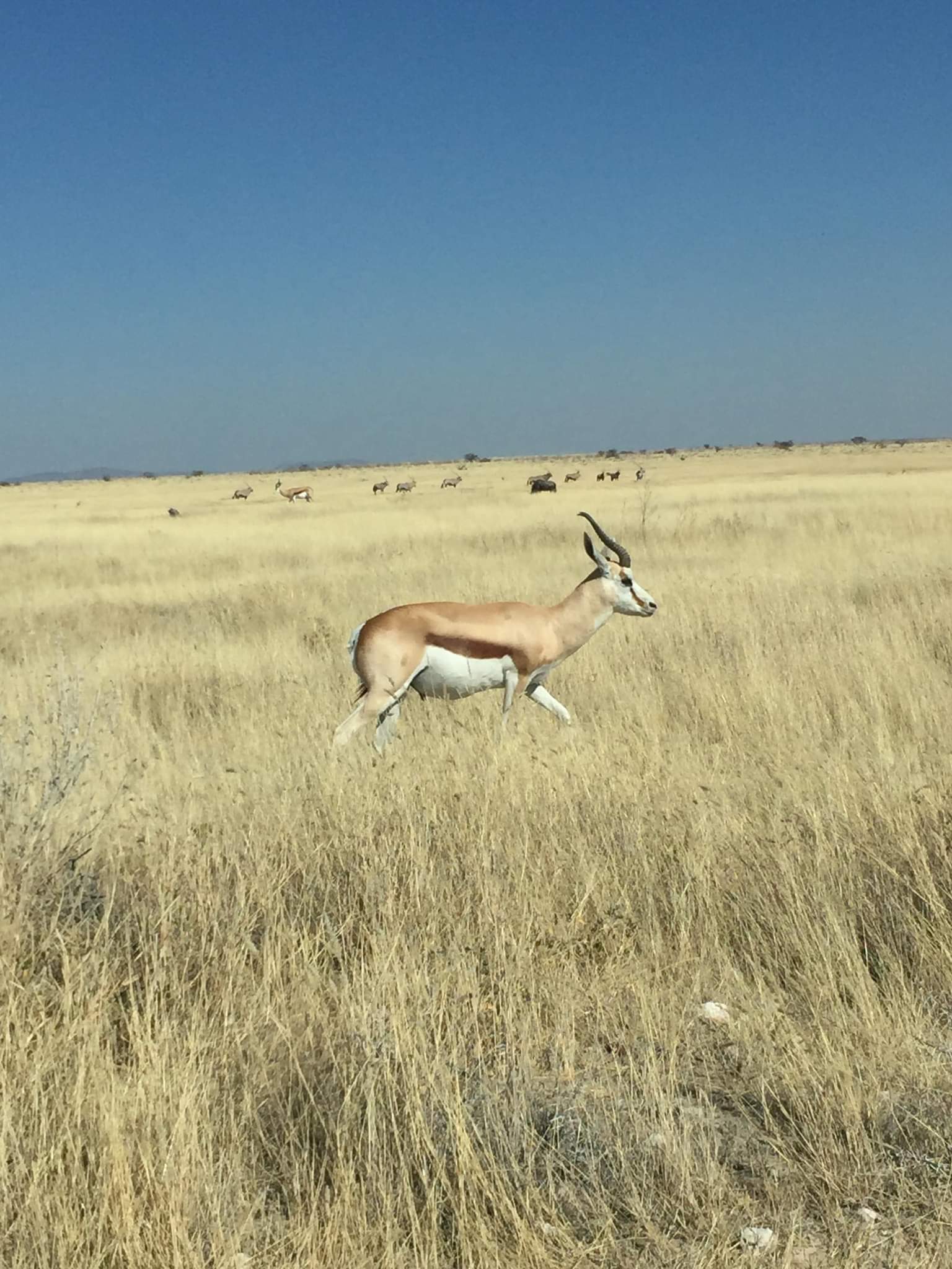 Springbok mâle