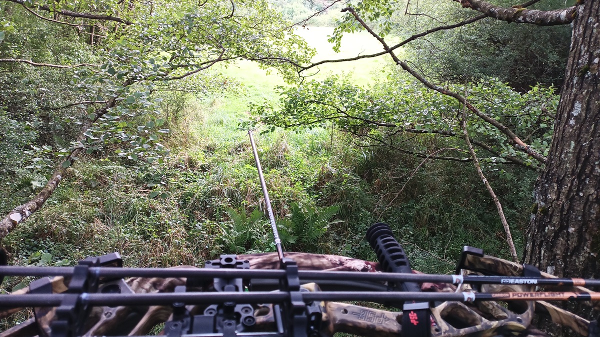 En poste depuis mon treestand